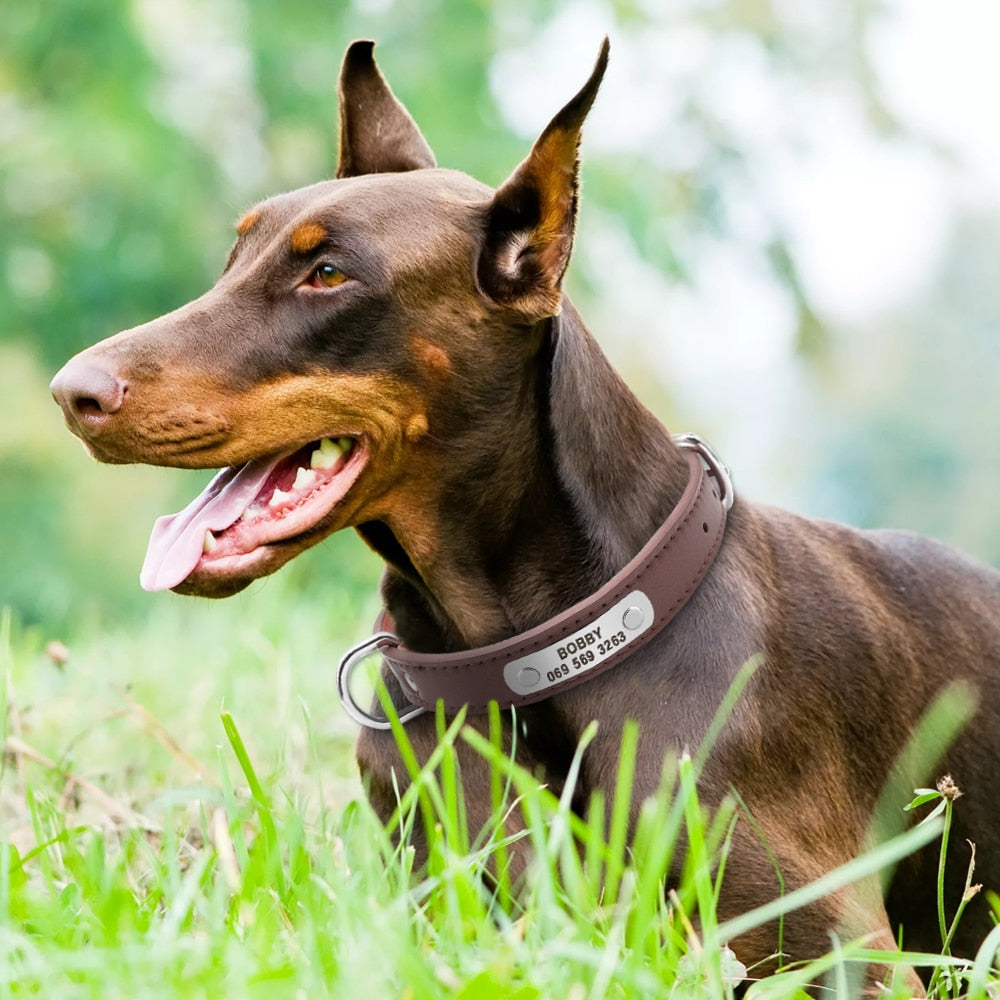 Leather Collar