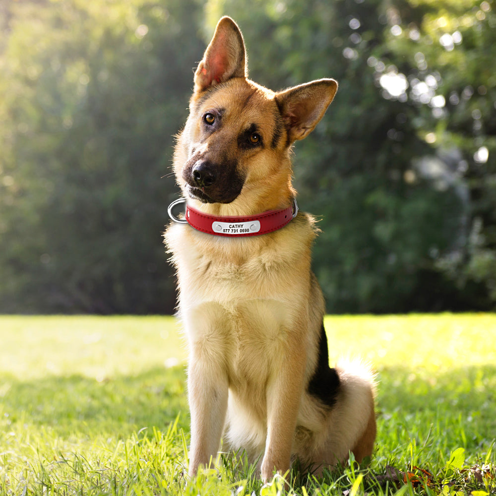 Leather Collar
