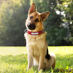 Load image into Gallery viewer, Leather Collar
